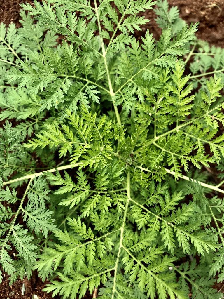 Artémisia Tisane