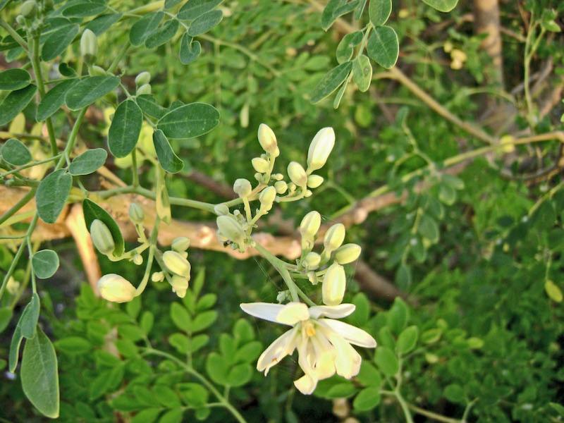Moringa Poudre-Tisane-Graine